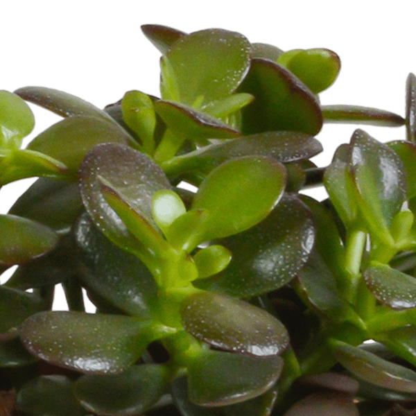 Sukkulenten – Crassula Mix – 3 Pflanzen – Ø10,5cm – pflegeleichte Zimmerpflanzen – robuste Minibäume für Zuhause & Büro – Plant