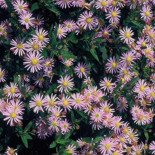Wild – Aster ageratoides 'Asran' – ↕10-25cm – Ø9cm – Herbstblüher für Garten & Balkon – Pflegeleichte Staude mit hellblauen Blüten – Plant