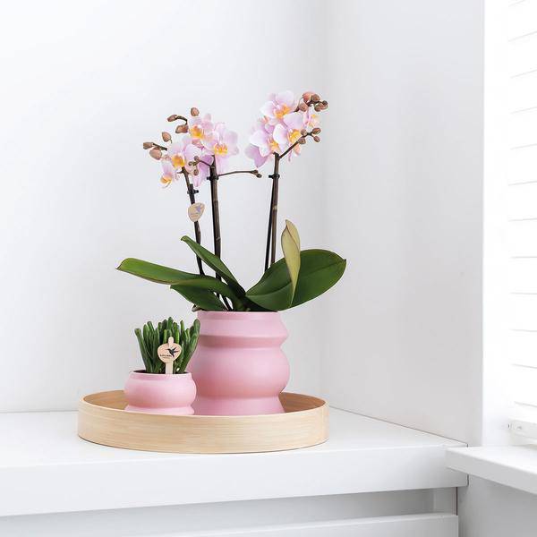 Dekorative Bambusschale – Rund – Ø30cm – Natürliches Tablett für Pflanzen, Töpfe & Wohnaccessoires – Schlicht & vielseitig kombinierbar – Plant
