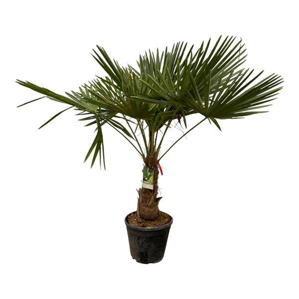 Trachycarpus fortuneii – Chinesische Hanfpalme – Winterharte Palme für Garten, Terrasse oder Zimmer – Höhe ca. 200cm – Ø40cm – Plant