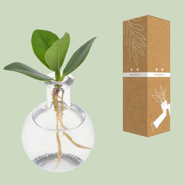 Clusia im Samoa Glas – Ø5cm – ↕10cm – dekorative Hydroponik – Zimmerpflanze mit Korkverschluss – pflegeleicht & modern – Plant
