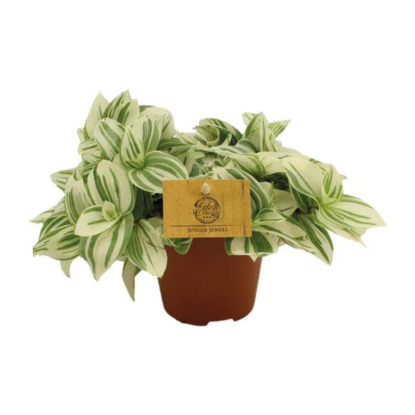 Dreimasterblume – Tradescantia Brightness – Zimmerpflanze – Ø12cm – ↕20cm – Pflegeleichte & dekorative Grünpflanze mit V – förmigen Blättern – Plant