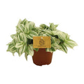 Dreimasterblume – Tradescantia Brightness – Zimmerpflanze – Ø12cm – ↕20cm – Pflegeleichte & dekorative Grünpflanze mit V – förmigen Blättern – Plant