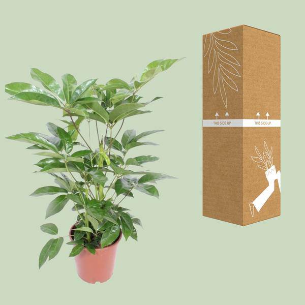 Regenschirmbaum Schefflera Actinophylla Amate Zimmerpflanze Ø24cm ↕100cm – pflegeleichte Grünpflanze für Wohnzimmer, Büro & helle Standorte – Plant