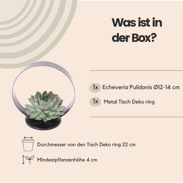Sukkulente Echeveria pulidonis ROOTLESS Zimmerpflanze Ø20cm – pflegeleichte Sukkulente für Wohnzimmer, Büro & helle Standorte kaufen – Plant