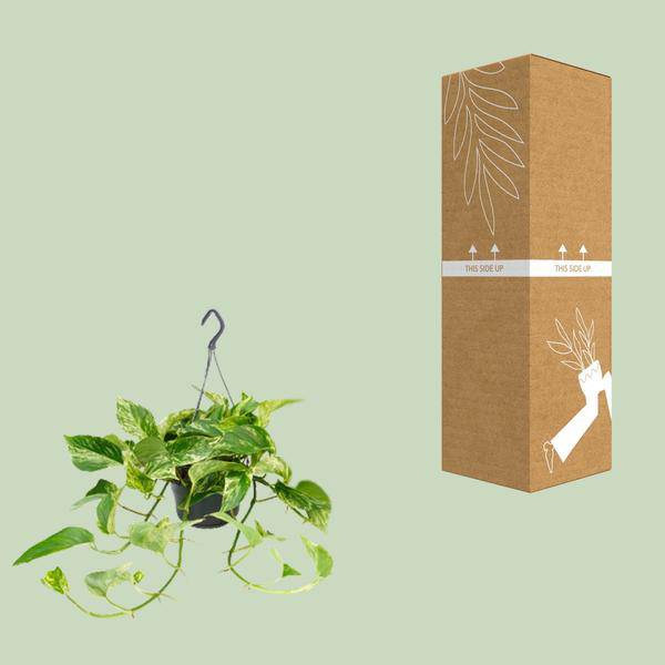 Efeutute Marble Queen – Epipremnum Scindapsus – Ø15cm x H25cm – Zimmerpflanze mit weiß – grüner Blattmusterung – Pflegeleicht – Für hellen Standort – Plant
