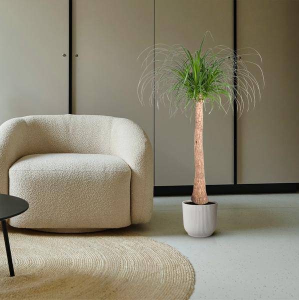 Elefantenfuß Zimmerpflanze Ø32cm ↕120cm – pflegeleichte Grünpflanze für Wohnzimmer, Büro & helle Standorte kaufen – Plant