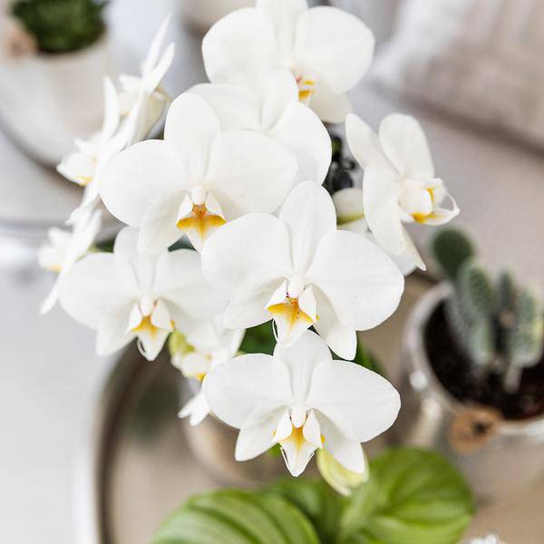 Phalaenopsis Orchidee Amabilis Weiß – inkl. Elite Keramiktopf Silber – Zimmerpflanze ca. 35cm – Edle Orchidee mit 2-3 Blütenstielen – Plant
