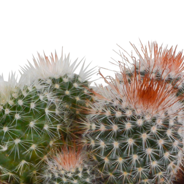Kaktus Bolcactus Mix – 3 Pflanzen – Ø8,5cm Zimmerpflanzen im Terrakotta – Topf – Verschiedene Kugelkakteen – Plant