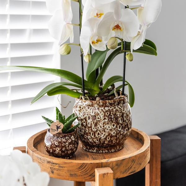 Safari Topf – Dekorativer Keramiktopf – Handgefertigter Blumentopf – Stilvolles Pflanzgefäß für Zimmerpflanzen – Ø12cm – Plant