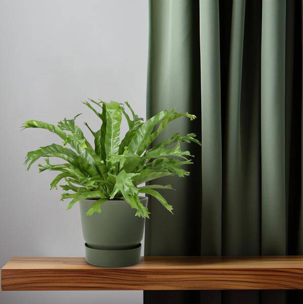 Nestfarn Asplenium Nidus Crissie Zimmerpflanze Ø17cm ↕40cm – pflegeleichte Grünpflanze für Wohnzimmer, Büro & helle Standorte kaufen – Plant