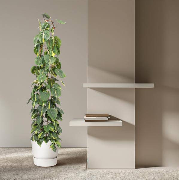 Baumfreund – Philodendron Scandens Brasil – Zimmerpflanze – 160cm – Ø27cm – pflegeleichte Kletterpflanze mit herzförmigen Blättern – Plant