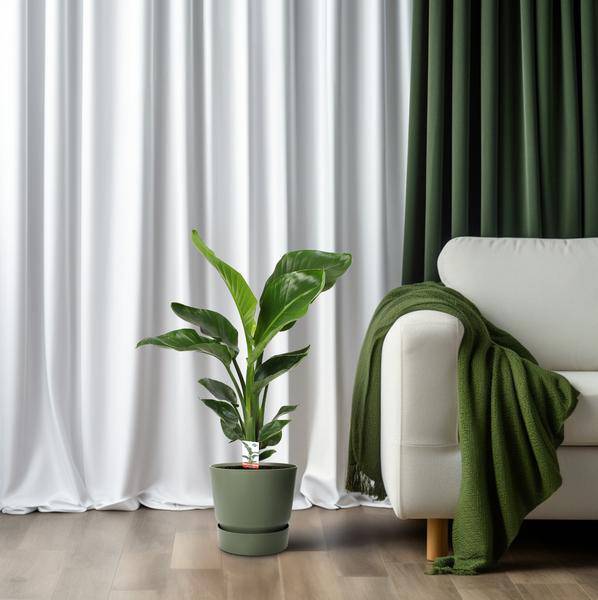 Baum – Strelitzie – Strelitzia Nicolai – Paradiesvogelblume – Ø17cm ↕70cm – tropische Zimmerpflanze mit exotischem Blattschmuck – Plant