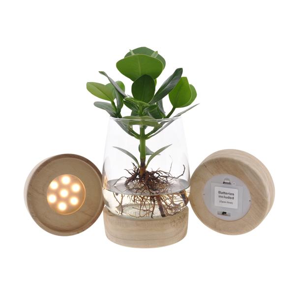 Clusia im Kingston Glas mit LED – Ø12cm – ↕30cm – Hydrokultur im dekorativen Glasgefäß – Plant