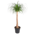 Elefantenfuß Zimmerpflanze Ø32cm ↕120cm – pflegeleichte Grünpflanze für Wohnzimmer, Büro & helle Standorte kaufen – Plant