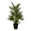 Chamaerops Humilis – Grüne Zwergpalme – Zimmerpflanze – Ø24cm – Höhe ca. 130cm – Mediterrane Palme für Wohnzimmer, Wintergarten, Balkon und Terrasse – Plant