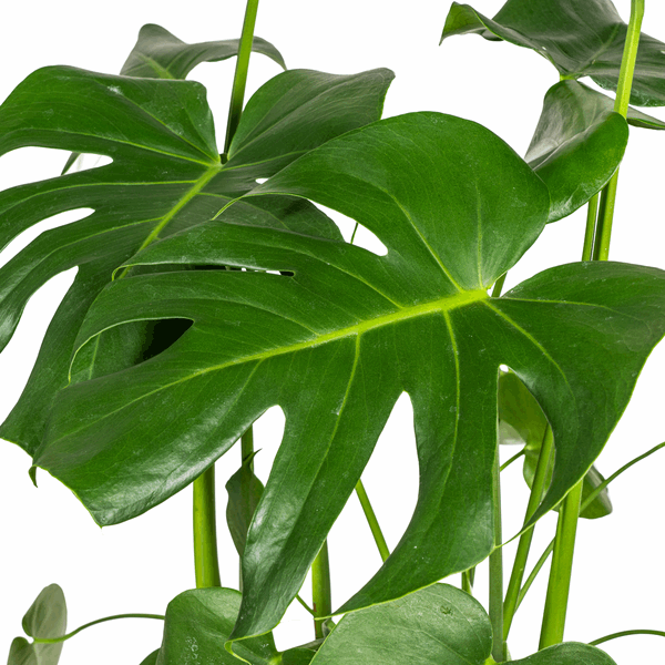 Monstera Deliciosa Tauerii – Fensterblatt – Ø21cm – ↕70-90cm – Beliebte Zimmerpflanze mit dekorativen Blättern – Pflegeleicht & luftreinigend – Plant