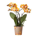 Phalaenopsis Orchidee Jewel Las Vegas – Orange-Gold – Ø12cm – Mehrblütige Topfpflanze – Tropische Zimmerpflanze mit 3/4 Blütenzweigen – Pflegeleicht & langlebig – Plant