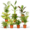Pflanzen Überraschungsbox Ø12cm – pflegeleichtes Pflanzen Set für Urban Jungle, Fensterbank, Wohnzimmer & Büro – Plant