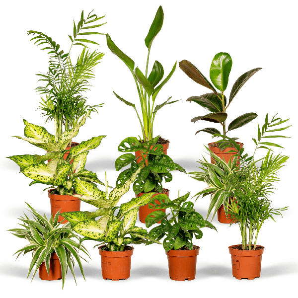 Pflanzen Überraschungsbox Ø12cm – pflegeleichtes Pflanzen Set für Urban Jungle, Fensterbank, Wohnzimmer & Büro – Plant