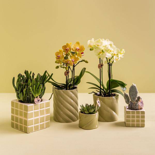 Candy Dekotopf hoch Grün Ø9cm – runder Keramik Übertopf in frischem Grün – fröhliches Design für Orchideen & Zimmerpflanzen – Plant