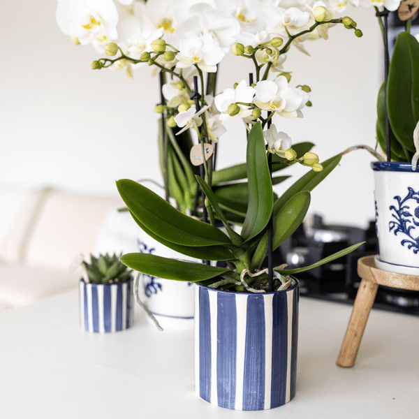 Ziertopf Painted Stripe – Blau – Ø9cm – Moderner Keramiktopf mit Streifenmuster – Stilvolles Wohnaccessoire für Zimmerpflanzen, Sukkulenten & Kakteen – Plant
