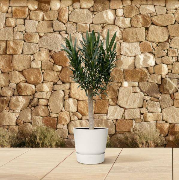 Rosenlorbeer Gartenpflanze Ø22cm ↕110cm – Pflanze für Garten, Balkon, Terrasse, Kübel & Beet online kaufen – Plant