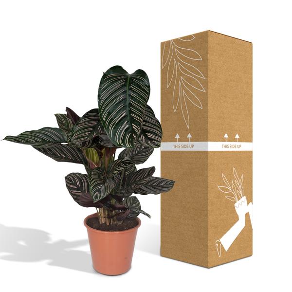 Calathea Ornata Korbmarante – Zimmerpflanze – Ø19cm ↕75cm – Dunkelgrüne Blätter mit rosa Streifen – Tropische Pflanze für Wohnräume – Plant