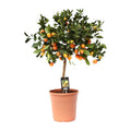 Orangenbaum Gartenpflanze Ø22cm ↕80cm – Pflanze für Garten, Balkon, Terrasse, Kübel & Beet online kaufen – Plant