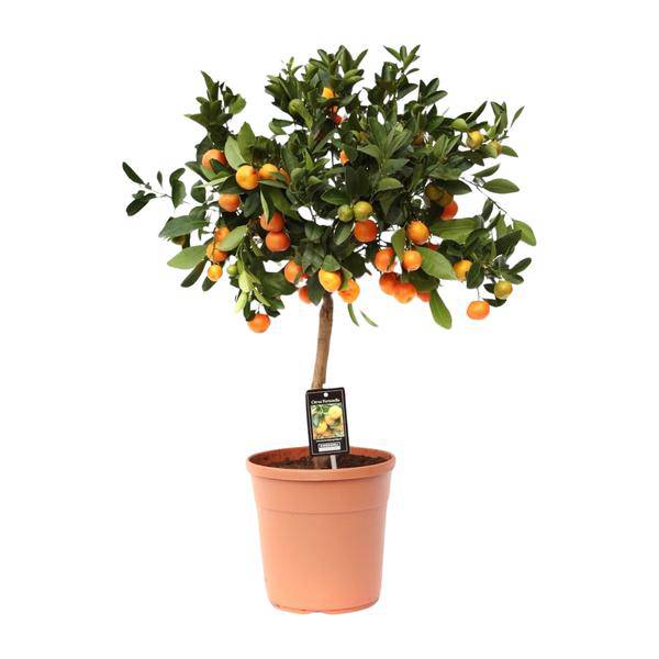 Orangenbaum Gartenpflanze Ø22cm ↕80cm – Pflanze für Garten, Balkon, Terrasse, Kübel & Beet online kaufen – Plant