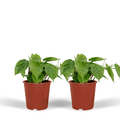 Baumfreund Philodendron Scandens Zimmerpflanze Ø12cm ↕5cm – pflegeleichte Grünpflanze für Wohnzimmer, Büro & helle Standorte kaufen – Plant