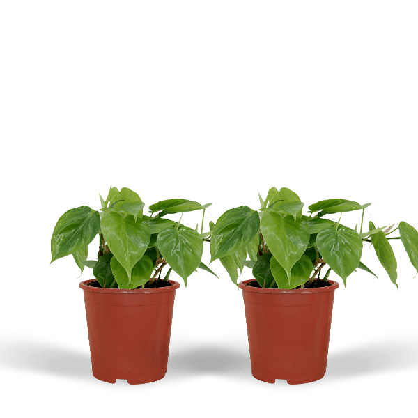 Baumfreund Philodendron Scandens Zimmerpflanze Ø12cm ↕5cm – pflegeleichte Grünpflanze für Wohnzimmer, Büro & helle Standorte kaufen – Plant