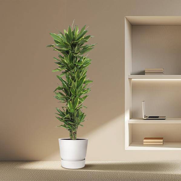 Drachenbaum Dracaena Golden Coast – 200cm hoch – Ø34cm – Elegante Zimmerpflanze mit goldgrünem Blattwerk – Pflegeleicht & robust – für Zimmer & Büro – Plant