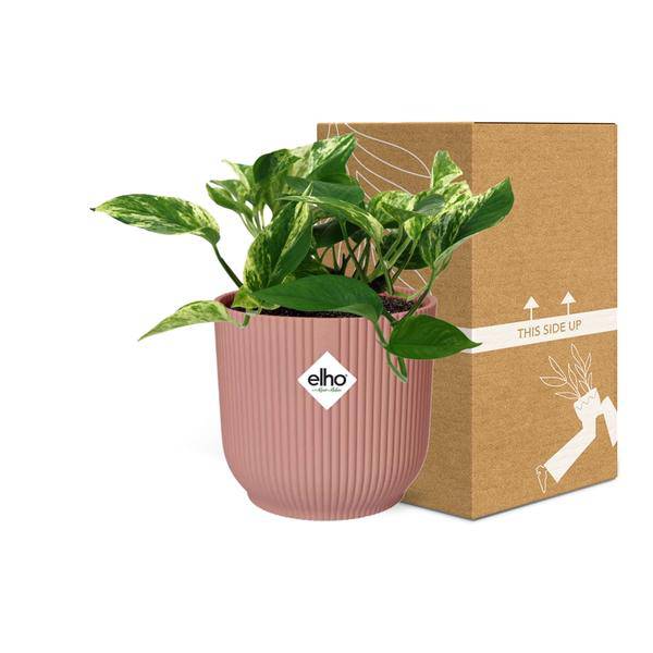 Efeutute Scindapsus Epipremnum Marble Queen – Zimmerpflanze inkl. Ziertopf Vibes Fold Rosa Ø14cm – Herzförmige, marmorierte Blätter
