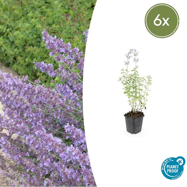 Nepeta 'Walker's Low' – Katzenminze – Lavendelblaue Blüten – Silbergrünes Laub – Pflegeleichte Staude – Sonnig – Bienen & Schmetterlinge – Plant