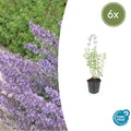 Nepeta 'Walker's Low' – Katzenminze – Lavendelblaue Blüten – Silbergrünes Laub – Pflegeleichte Staude – Sonnig – Bienen & Schmetterlinge – Plant