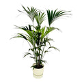Kentia Palme – Forstersche Kentia – Zimmerpflanze ca. 160cm – Ø30cm – inkl. Pflanzgefäß Greenville Weiß – Tropische XL – Plant