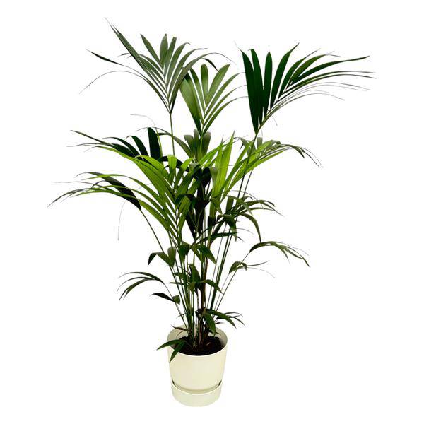 Kentia Palme – Forstersche Kentia – Zimmerpflanze ca. 160cm – Ø30cm – inkl. Pflanzgefäß Greenville Weiß – Tropische XL – Plant