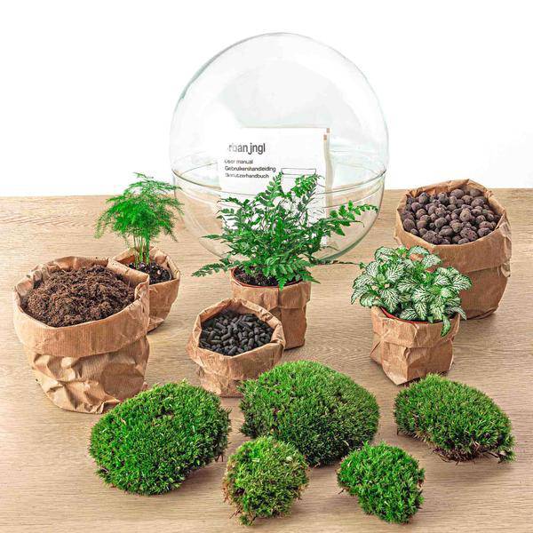 Flaschengarten DIY Bausatz Terrarium Kuppel XL Ø30cm – pflegeleichter Flaschengarten im Glas, Pflanzen Terrarium für Wohnzimmer & Büro – Plant