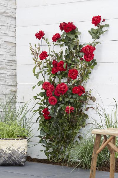 Rose Crazy in Love Red Rote Edelrose Ø15cm ↕65cm – hochwertiges Produkt für Pflanzen, Garten, Zuhause, Dekoration & moderne Einrichtung – Plant