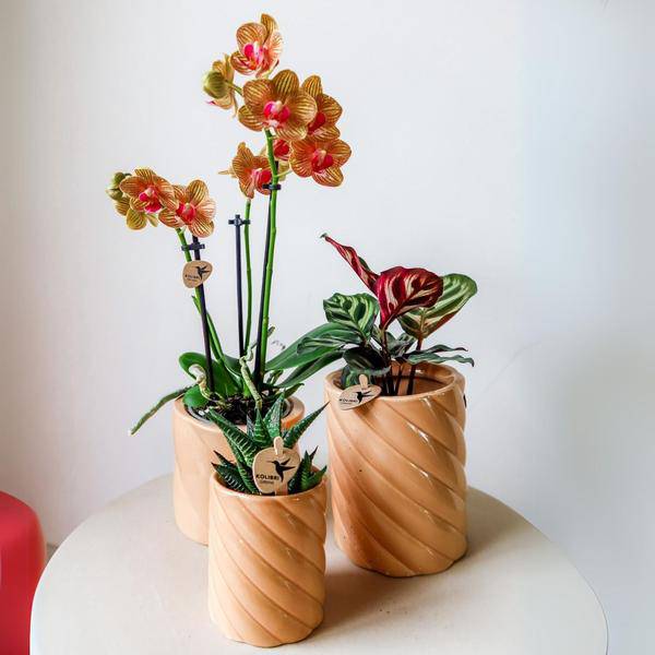 Candy Dekotopf Pfirsich – Ø6cm – Keramik Übertopf in Pastellfarbe – Stilvoller Blumentopf für Zimmerpflanzen & Orchideen – Fröhlicher Pflanzentopf – Plant