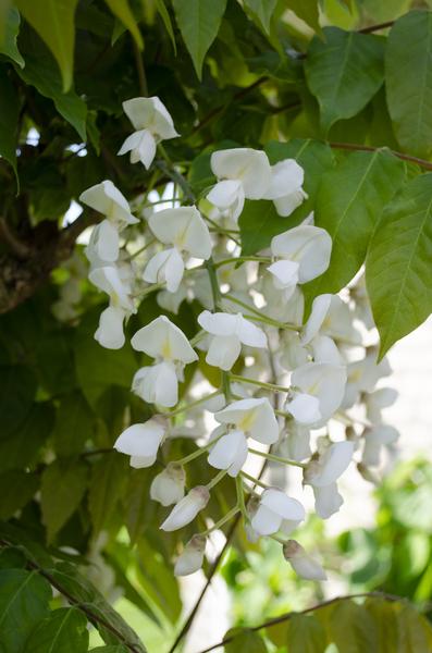 Weißer Blauregen Wisteria floribunda ‘Longissima Alba’ Gartenpflanze Ø15cm ↕65cm – winterharte Pflanze für Garten, Balkon, Terrasse, Kübel & Beet – Plant