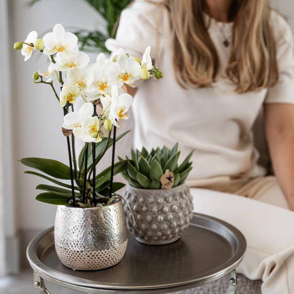 Phalaenopsis Orchidee Amabilis Weiß – inkl. Elite Keramiktopf Silber – Zimmerpflanze ca. 35cm – Edle Orchidee mit 2-3 Blütenstielen – Plant