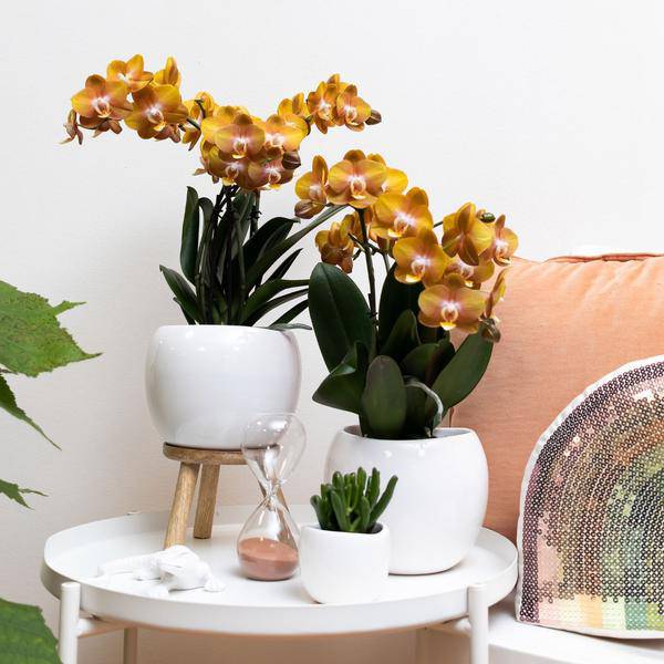 Phalaenopsis Orchidee Jewel Las Vegas – Orange-Gold – Ø12cm – Mehrblütige Topfpflanze – Tropische Zimmerpflanze mit 3/4 Blütenzweigen – Pflegeleicht & langlebig – Plant