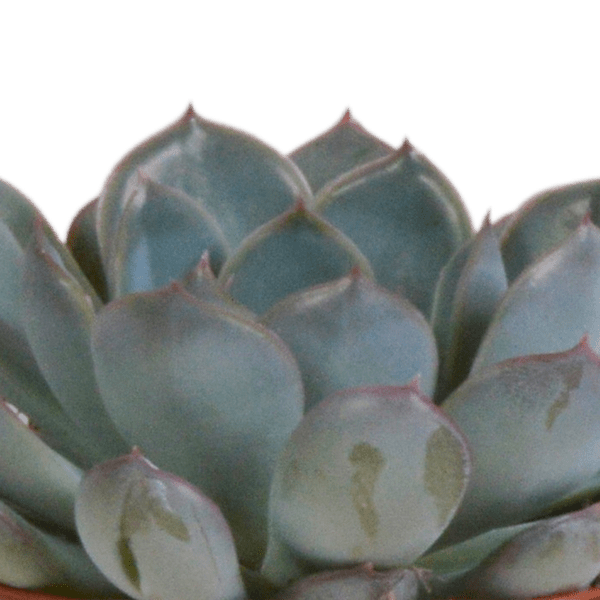 Echeveria Mix – Steinrose 3 Pflanzen – Ø8,5cm Zimmerpflanzen im Terrakotta – Topf – Verschiedene farbige Sukkulenten – Pflegeleichte Mini – Plant