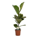 Geigen – Feige Ficus Lyrata – Zimmerpflanze – Ø17cm – 60cm hoch – Dekorative Pflanze für Wohnzimmer & Büro – Luftreinigend & Pflegeleicht – Plant