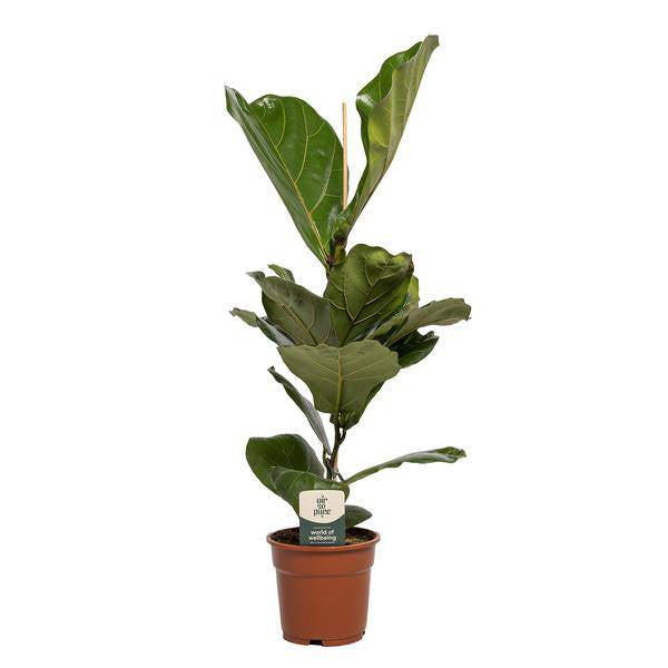 Geigen – Feige Ficus Lyrata – Zimmerpflanze – Ø17cm – 60cm hoch – Dekorative Pflanze für Wohnzimmer & Büro – Luftreinigend & Pflegeleicht – Plant