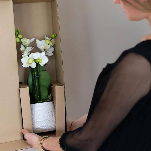 Weiße Phalaenopsis – Orchidee Amabilis + Diamant – Dekotopf gold Zimmerpflanze Ø9cm ↕40cm – blühende Orchidee für Wohnzimmer, Büro & helle Standorte – Plant