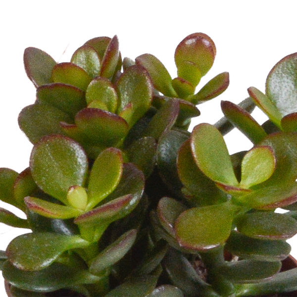 Sukkulenten Mix 3 Pflanzen Ø8,5cm – pflegeleichtes Pflanzen Set für Urban Jungle, Fensterbank, Wohnzimmer & Büro – Plant