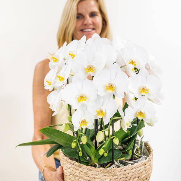 Orchideen – Set Weiß im Baumwollkorb Zimmerpflanze Ø12cm – blühende Orchidee für Wohnzimmer, Büro & helle Standorte kaufen – Plant